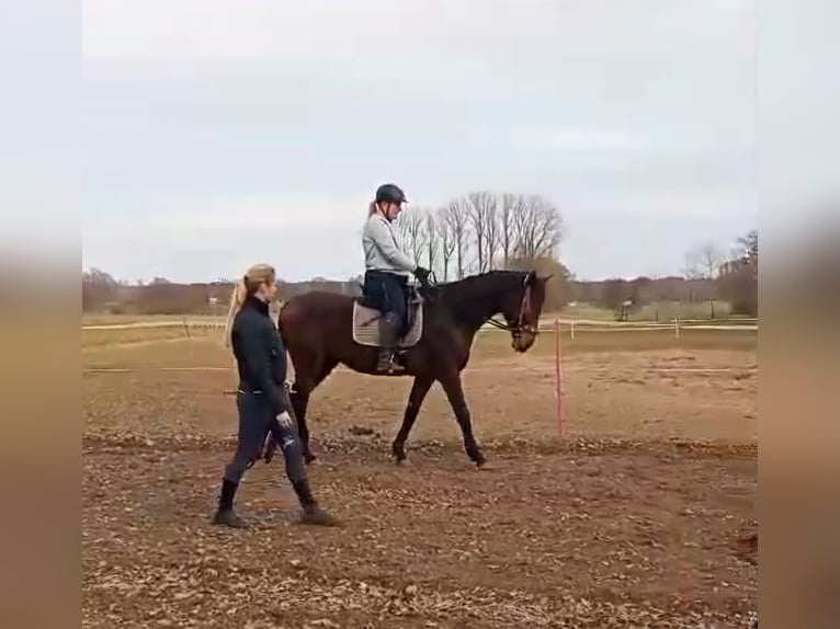 Westfale Wallach 4 Jahre 170 cm Brauner in Lüneburg