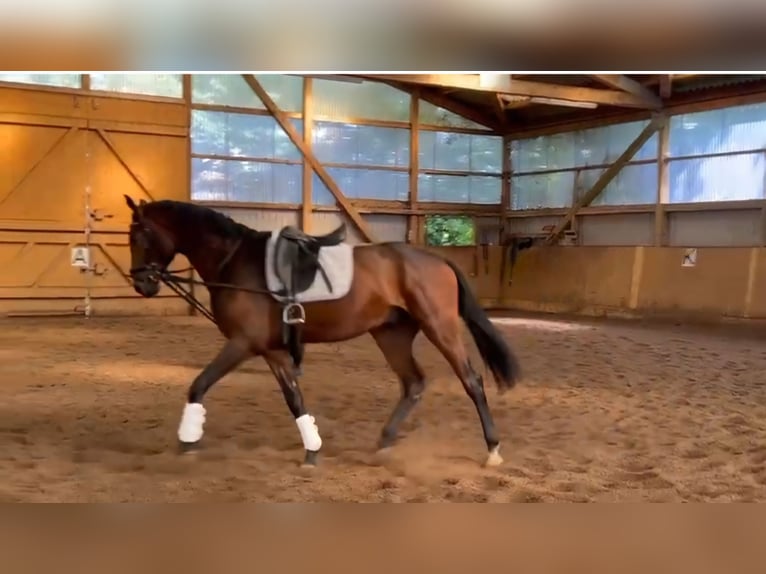 Westfale Wallach 4 Jahre 170 cm Brauner in Lüneburg