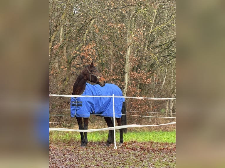 Westfale Wallach 4 Jahre 170 cm Brauner in Lüneburg