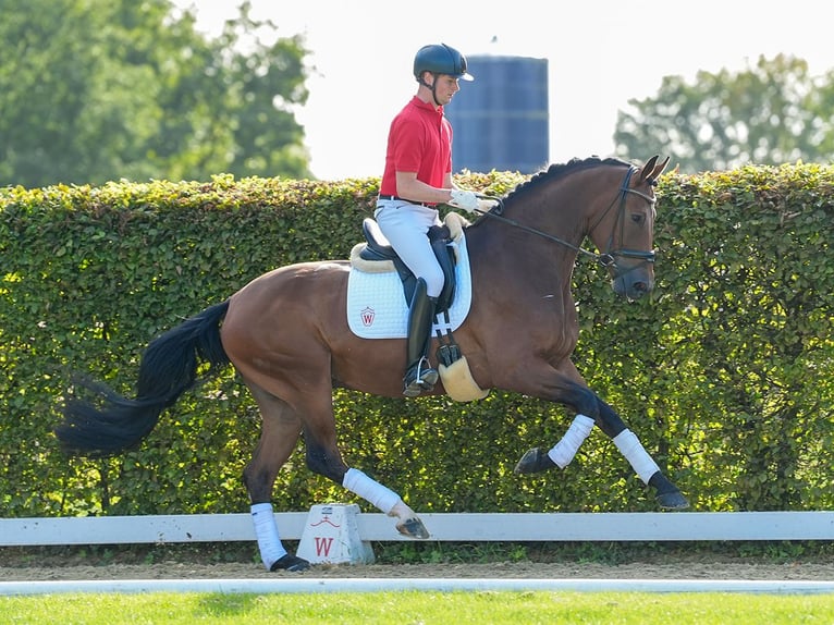 Westfale Wallach 4 Jahre 170 cm Brauner in Münster