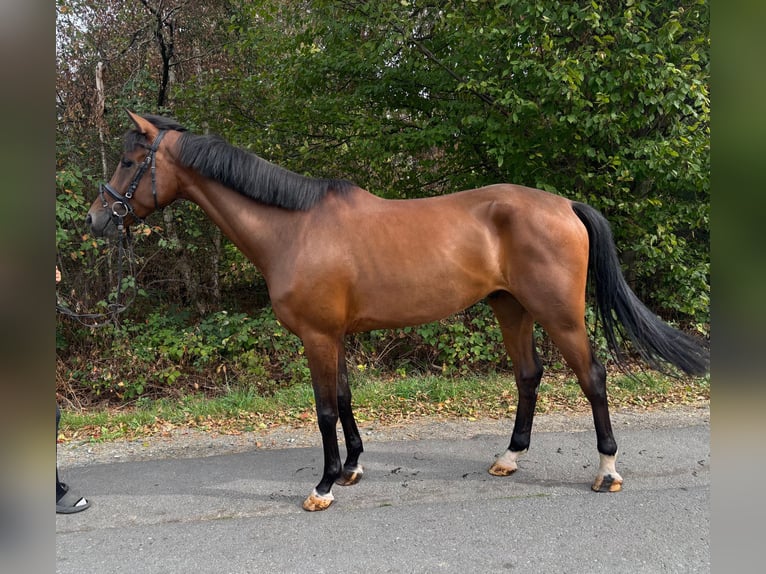 Westfale Wallach 4 Jahre 170 cm Brauner in Overath