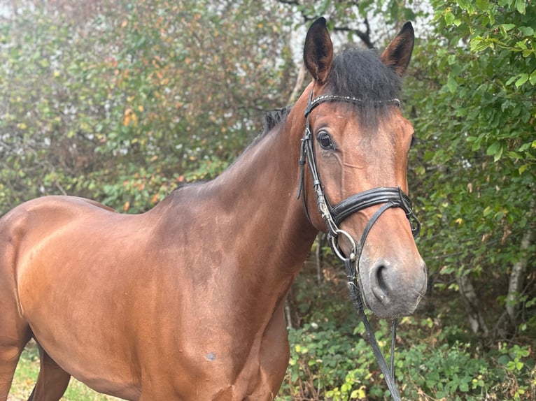 Westfale Wallach 4 Jahre 170 cm Brauner in Overath