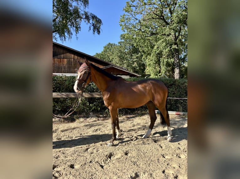 Westfale Wallach 4 Jahre 170 cm Brauner in Köln