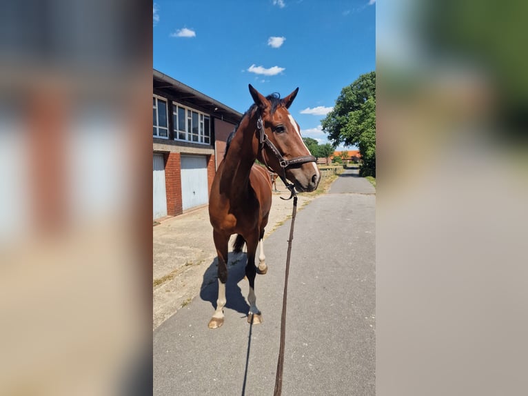 Westfale Wallach 4 Jahre 170 cm Brauner in Ibbenbüren