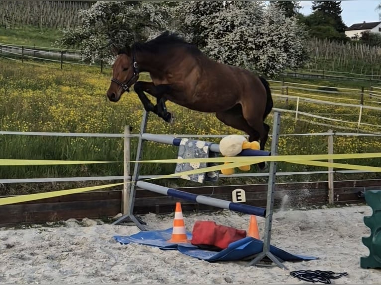 Westfale Wallach 4 Jahre 170 cm Brauner in Benken ZH