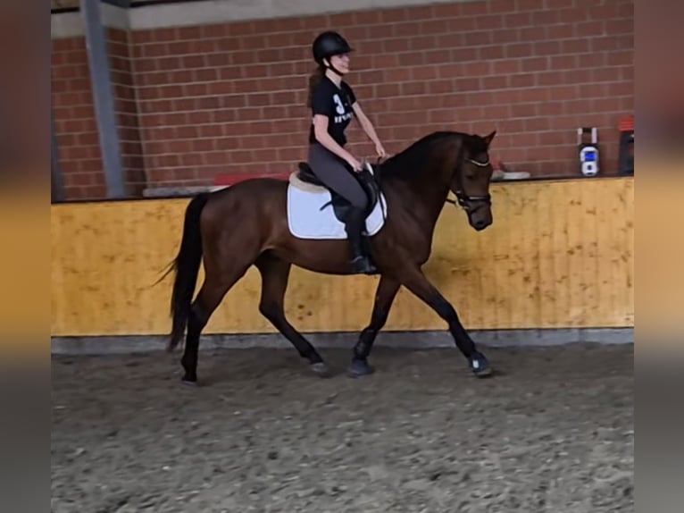Westfale Wallach 4 Jahre 170 cm Brauner in Benken ZH