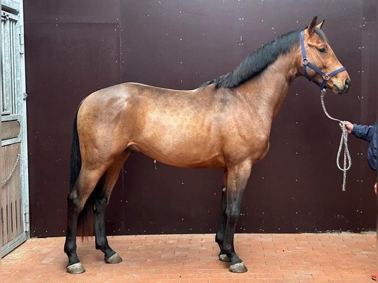 Westfale Wallach 4 Jahre 170 cm Brauner in Benken ZH
