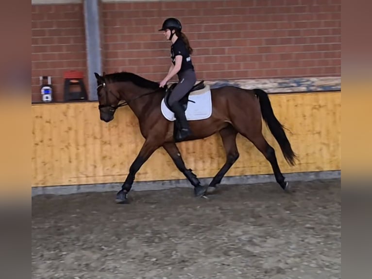 Westfale Wallach 4 Jahre 170 cm Brauner in Benken ZH