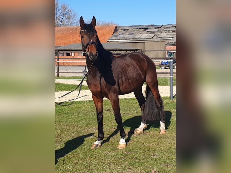 Westfale Wallach 4 Jahre 170 cm Brauner in Geseke