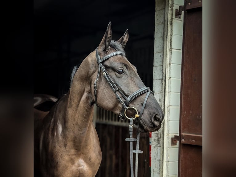 Westfale Wallach 4 Jahre 170 cm Dunkelbrauner in Barntrup