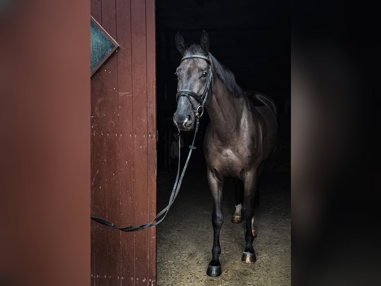 Westfale Wallach 4 Jahre 170 cm Dunkelbrauner in Barntrup