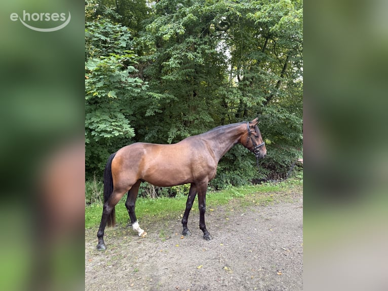 Westfale Wallach 4 Jahre 170 cm Dunkelbrauner in Wilhelmshaven