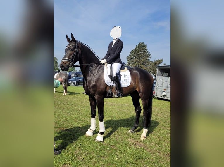 Westfale Wallach 4 Jahre 170 cm Dunkelbrauner in Welver
