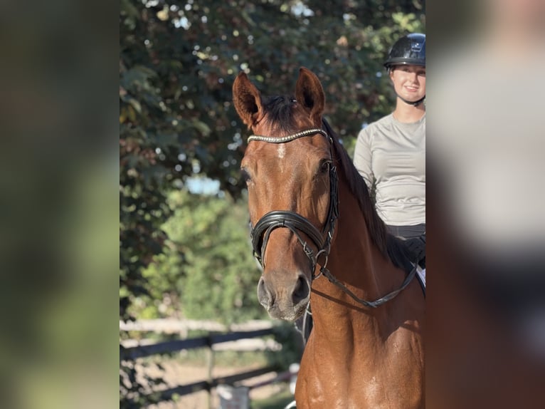 Westfale Wallach 4 Jahre 170 cm Dunkelfuchs in HofgeismarHofgeismar