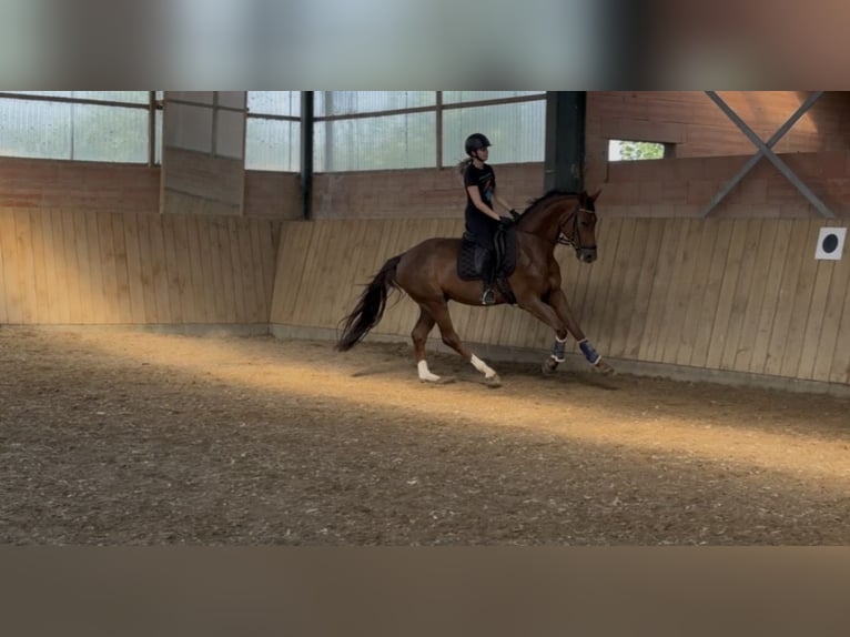 Westfale Wallach 4 Jahre 170 cm Dunkelfuchs in HofgeismarHofgeismar