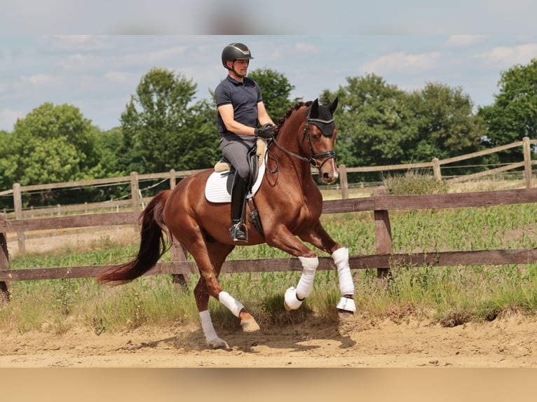 Westfale Wallach 4 Jahre 170 cm Dunkelfuchs in Greven