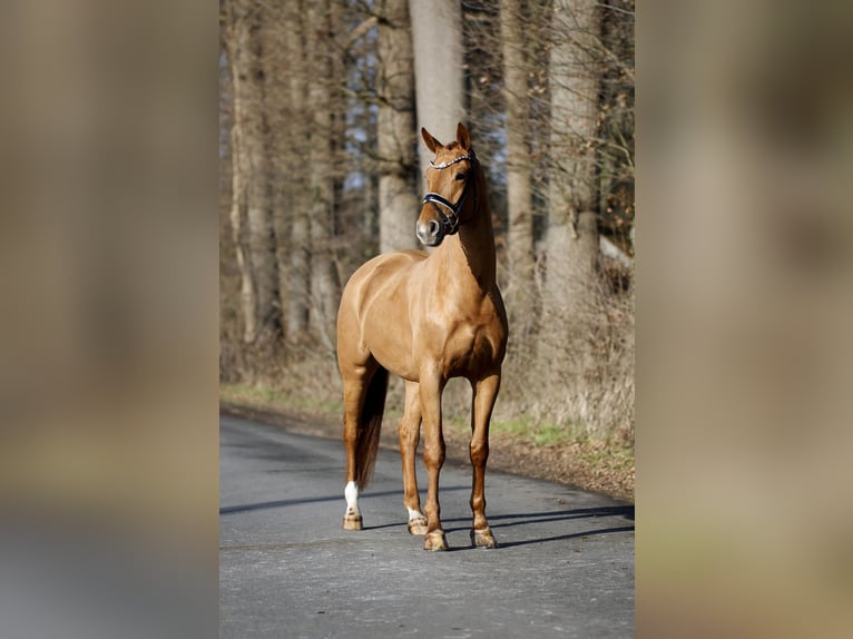 Westfale Wallach 4 Jahre 170 cm Fuchs in Steinfurt