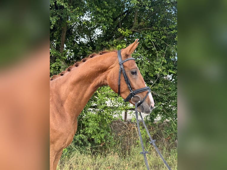 Westfale Wallach 4 Jahre 170 cm Fuchs in Königheim