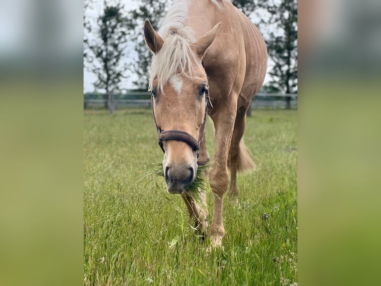 Westfale Wallach 4 Jahre 170 cm Palomino in Zossen