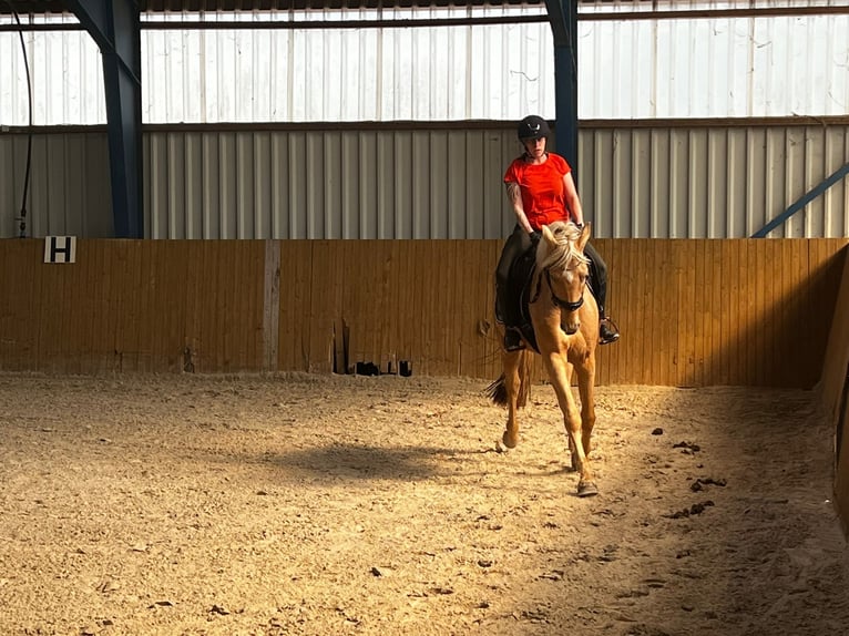 Westfale Wallach 4 Jahre 170 cm Palomino in Zossen
