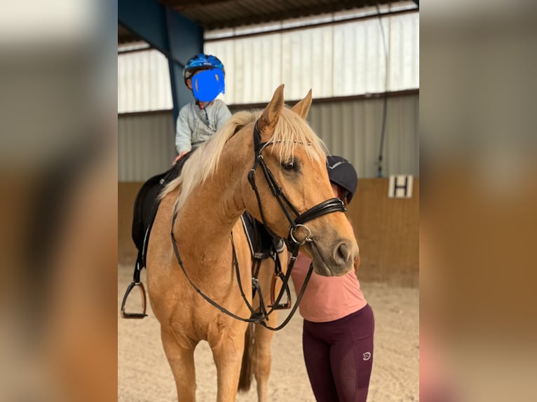 Westfale Wallach 4 Jahre 170 cm Palomino in Zossen