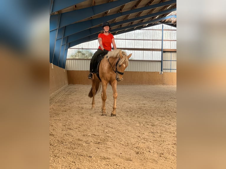 Westfale Wallach 4 Jahre 170 cm Palomino in Zossen