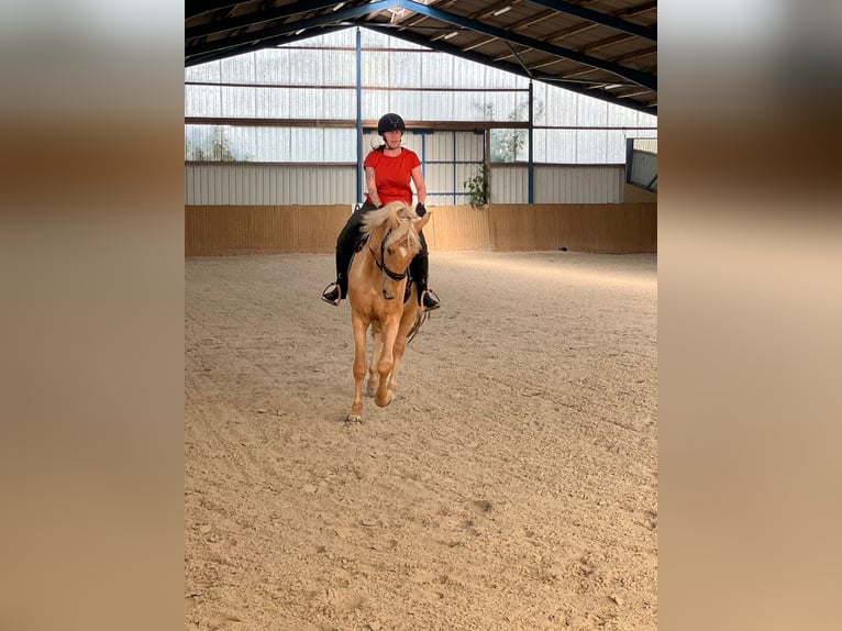 Westfale Wallach 4 Jahre 170 cm Palomino in Zossen