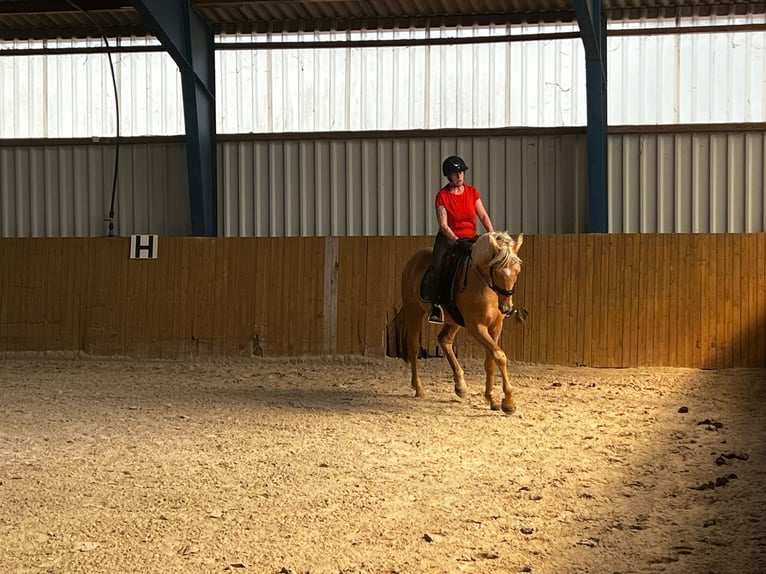 Westfale Wallach 4 Jahre 170 cm Palomino in Zossen