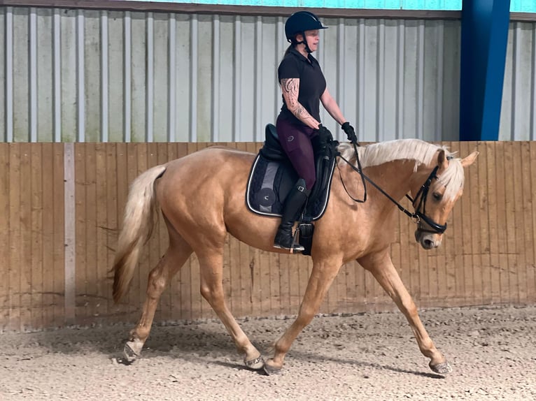 Westfale Wallach 4 Jahre 170 cm Palomino in Zossen