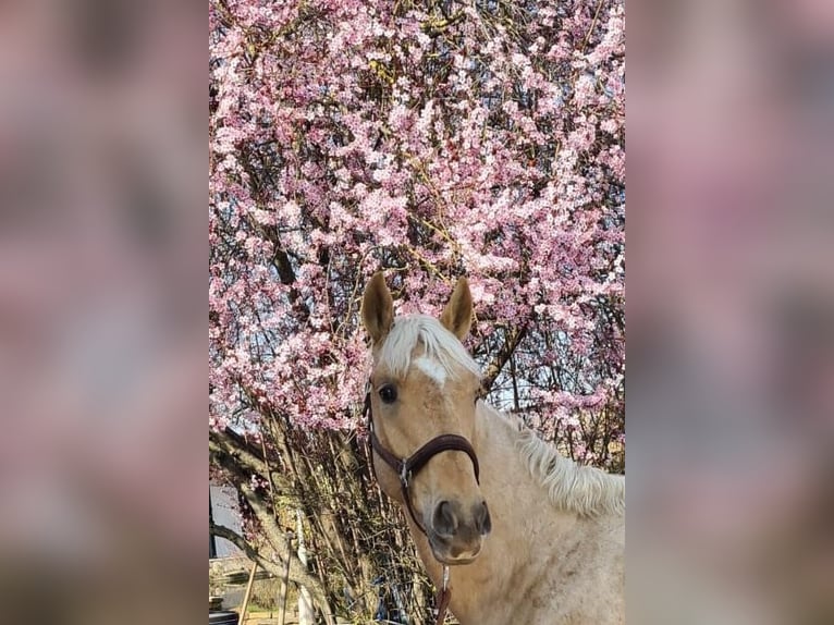 Westfale Wallach 4 Jahre 170 cm Palomino in Zossen
