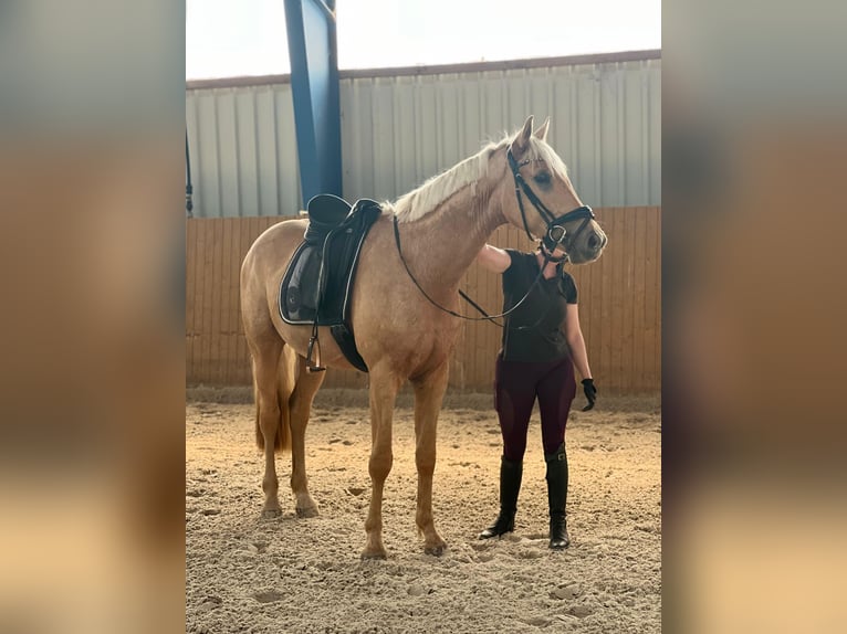 Westfale Wallach 4 Jahre 170 cm Palomino in Zossen