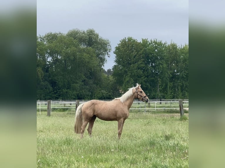 Westfale Wallach 4 Jahre 170 cm Palomino in Zossen