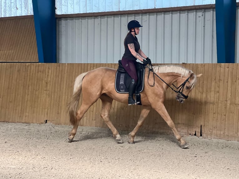 Westfale Wallach 4 Jahre 170 cm Palomino in Zossen