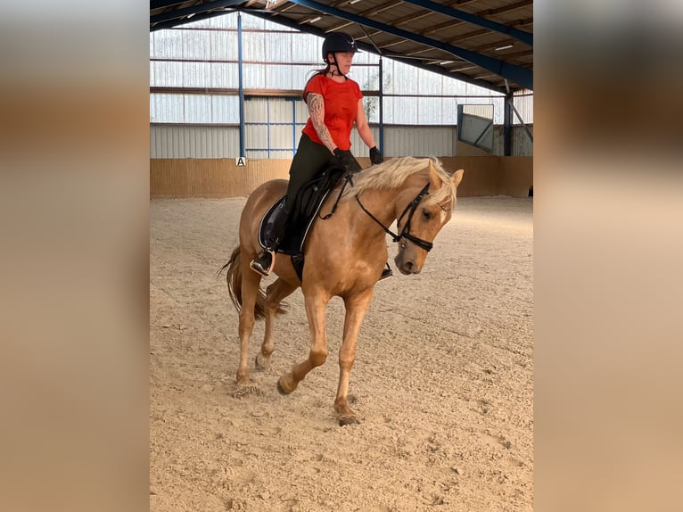 Westfale Wallach 4 Jahre 170 cm Palomino in Zossen