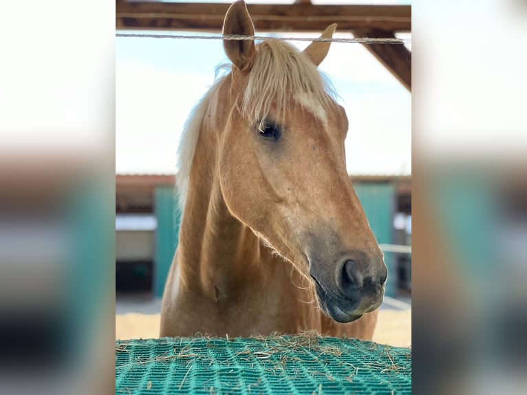 Westfale Wallach 4 Jahre 170 cm Palomino in Zossen