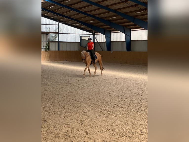 Westfale Wallach 4 Jahre 170 cm Palomino in Zossen
