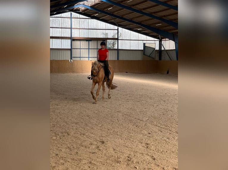 Westfale Wallach 4 Jahre 170 cm Palomino in Zossen