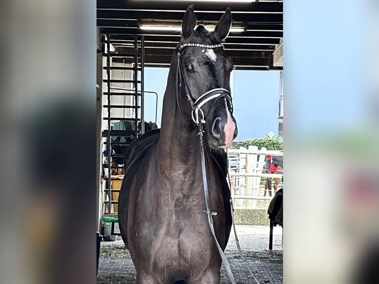 Westfale Wallach 4 Jahre 170 cm Rappe in Heidesheim am Rhein