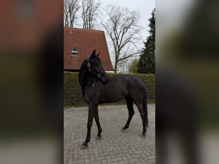 Westfale Wallach 4 Jahre 170 cm Schwarzbrauner in Hörstel