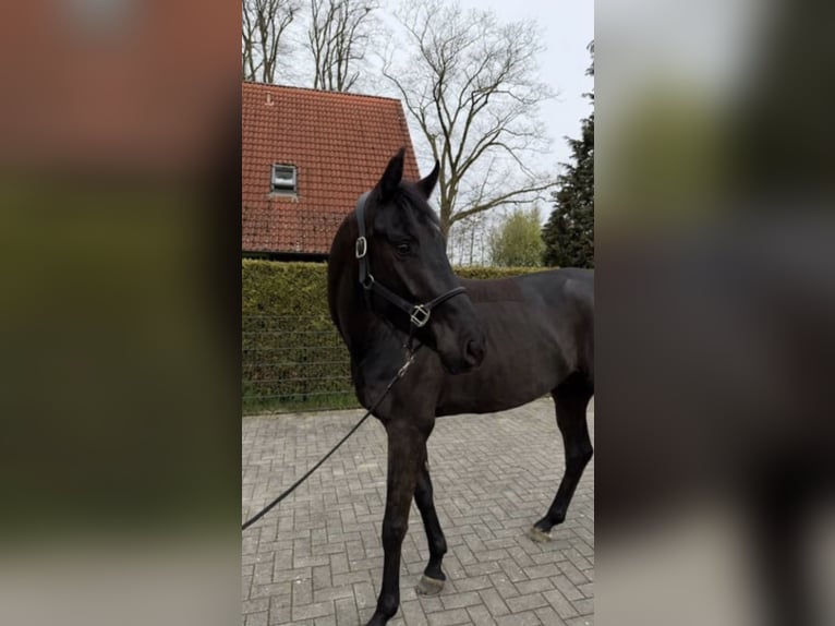 Westfale Wallach 4 Jahre 170 cm Schwarzbrauner in Hörstel
