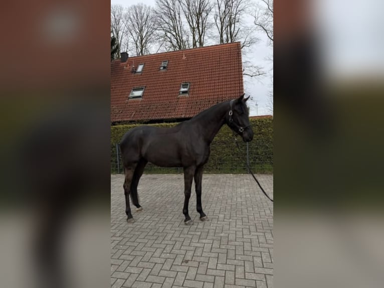 Westfale Wallach 4 Jahre 170 cm Schwarzbrauner in Hörstel