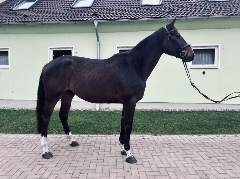 Westfale Wallach 4 Jahre 170 cm Schwarzbrauner in Pokrent