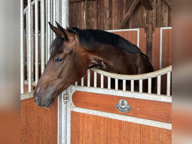 Westfale Wallach 4 Jahre 171 cm Dunkelbrauner in Pfaffenhofen