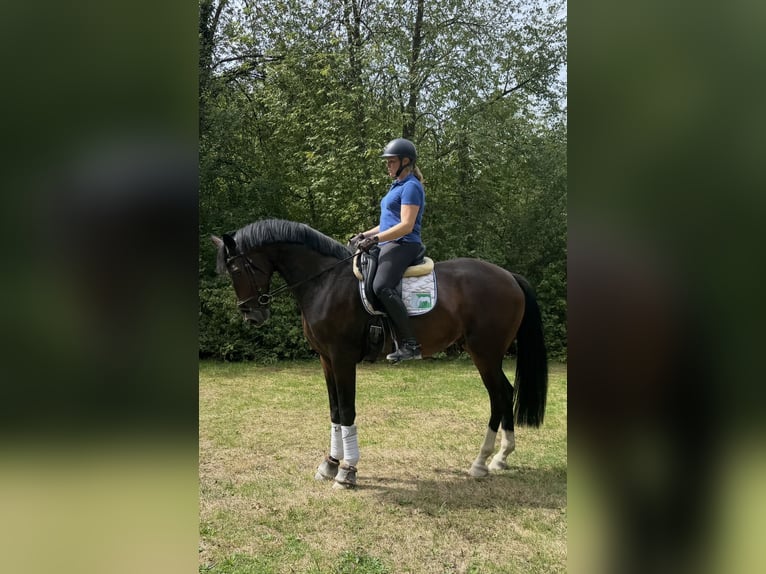 Westfale Wallach 4 Jahre 171 cm Dunkelbrauner in Pfaffenhofen