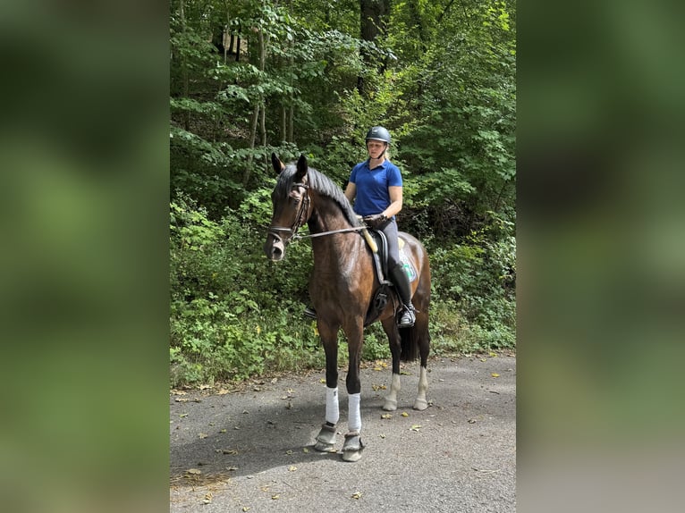 Westfale Wallach 4 Jahre 171 cm Dunkelbrauner in Pfaffenhofen