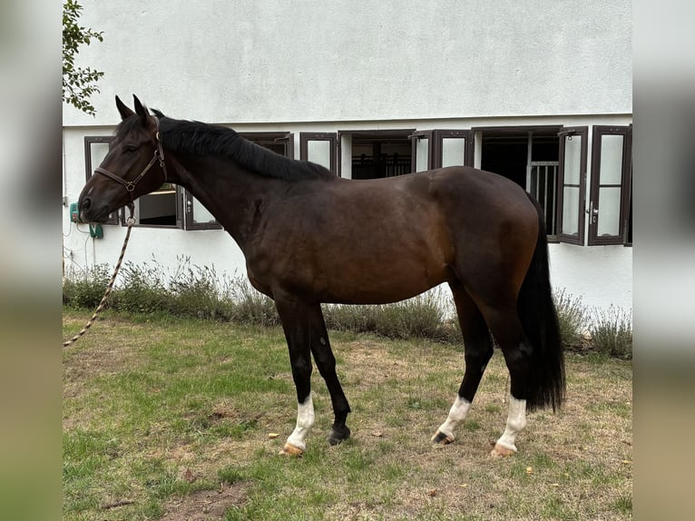 Westfale Wallach 4 Jahre 171 cm Dunkelbrauner in Pfaffenhofen