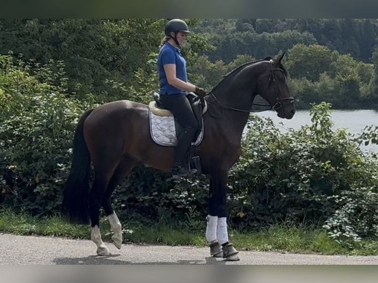 Westfale Wallach 4 Jahre 171 cm Dunkelbrauner in Pfaffenhofen