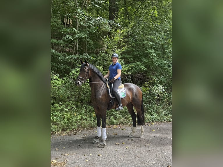 Westfale Wallach 4 Jahre 171 cm Dunkelbrauner in Pfaffenhofen