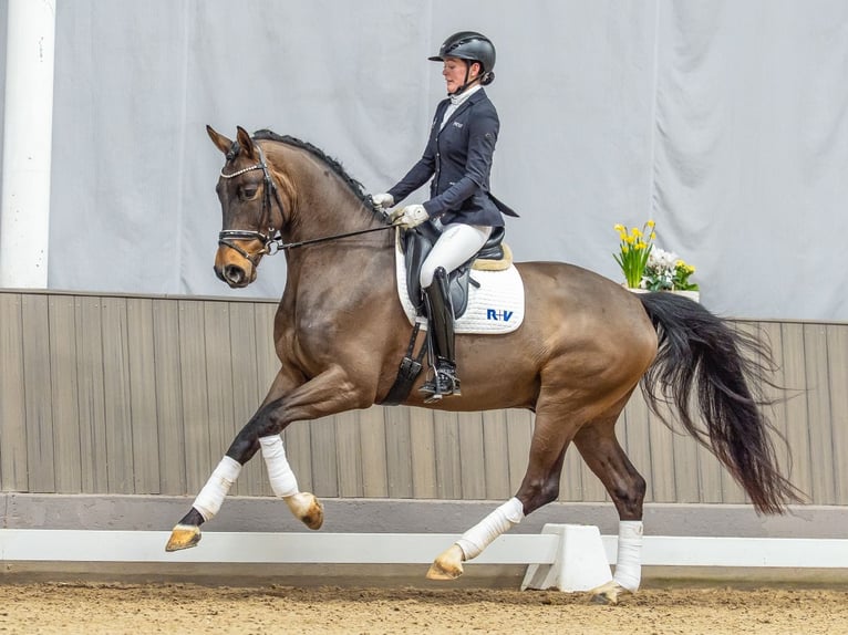 Westfale Wallach 4 Jahre 171 cm Dunkelbrauner in Münster-Handorf