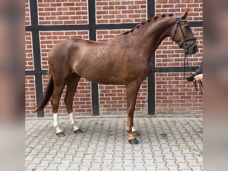 Westfale Wallach 4 Jahre 171 cm Fuchs in Telgte